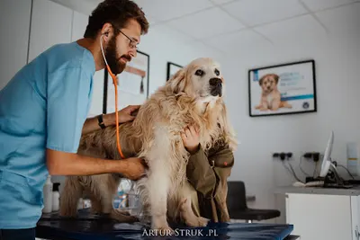 Przychodnia Weterynaryjna specjalista chirurgii weterynaryjnej lek. wet. Adam Hauke